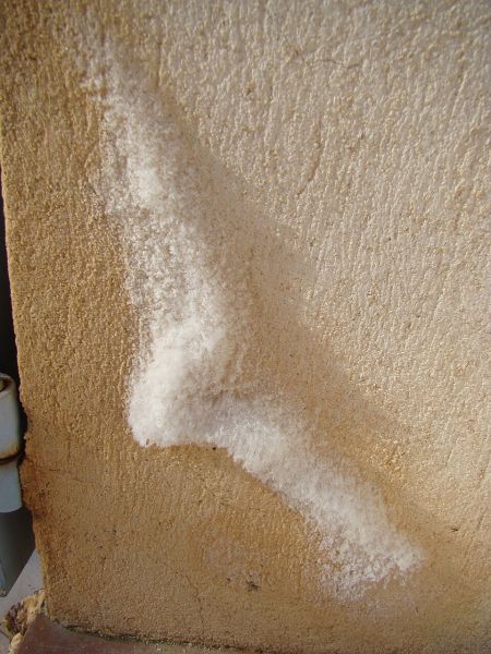 Salpêtre ou mérule : distinguer ces fléaux pour protéger votre maison